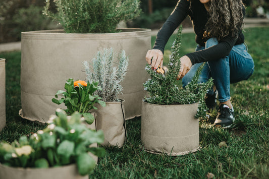 Fabric Pots vs. Fabric Beds